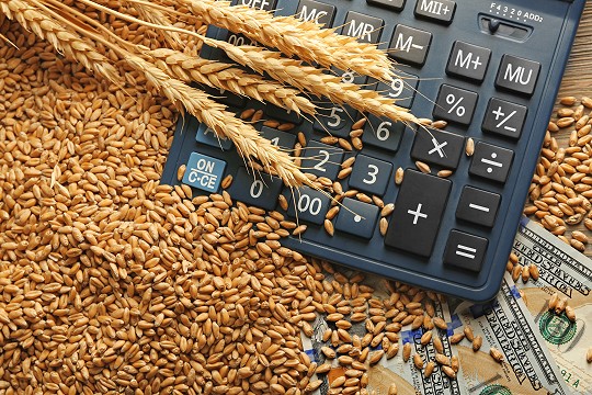 Money and calculator covered with wheat grains for agricultural loan concept